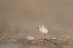 Klima & Pflanzenwelt Mallorcas