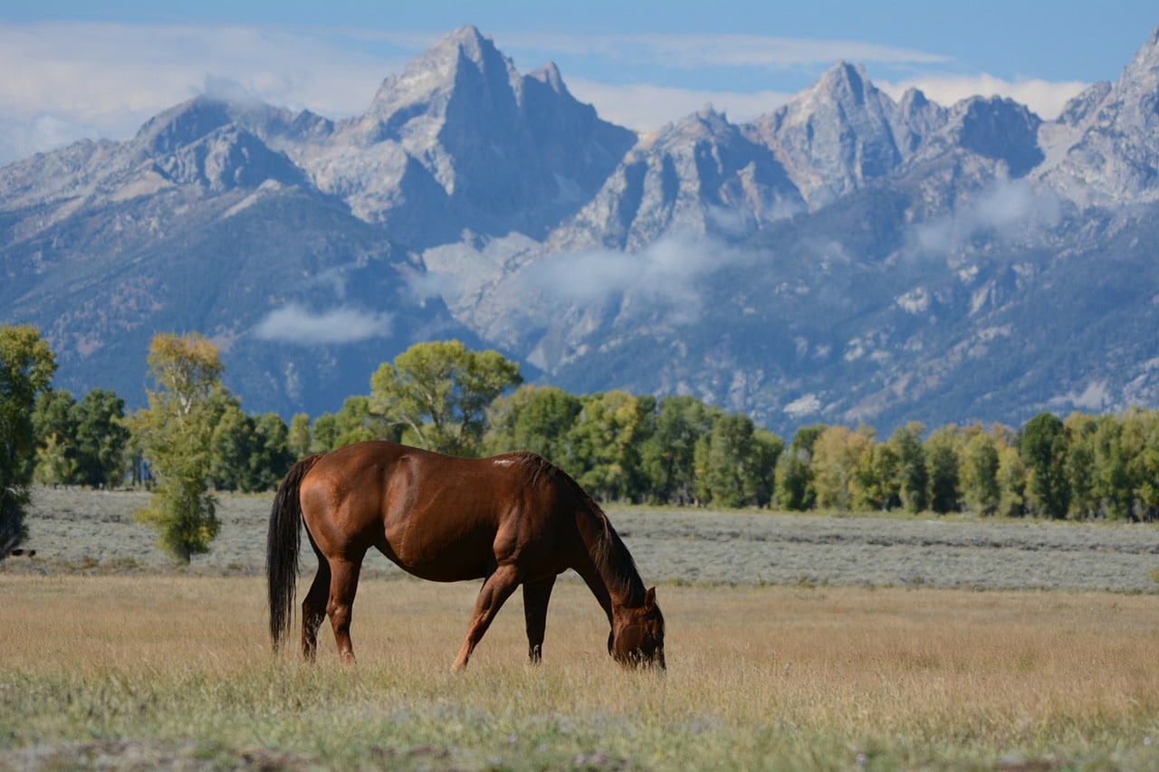 Ranch im Grand Teton Nationalpark