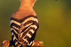 NATURWUNDER || Die Rückkehr des Wiedehopfs